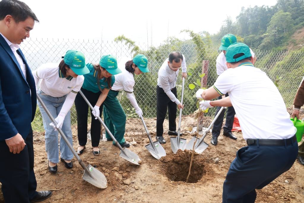 Nurturing green shoots in Sin Chai, Lao Cai 6