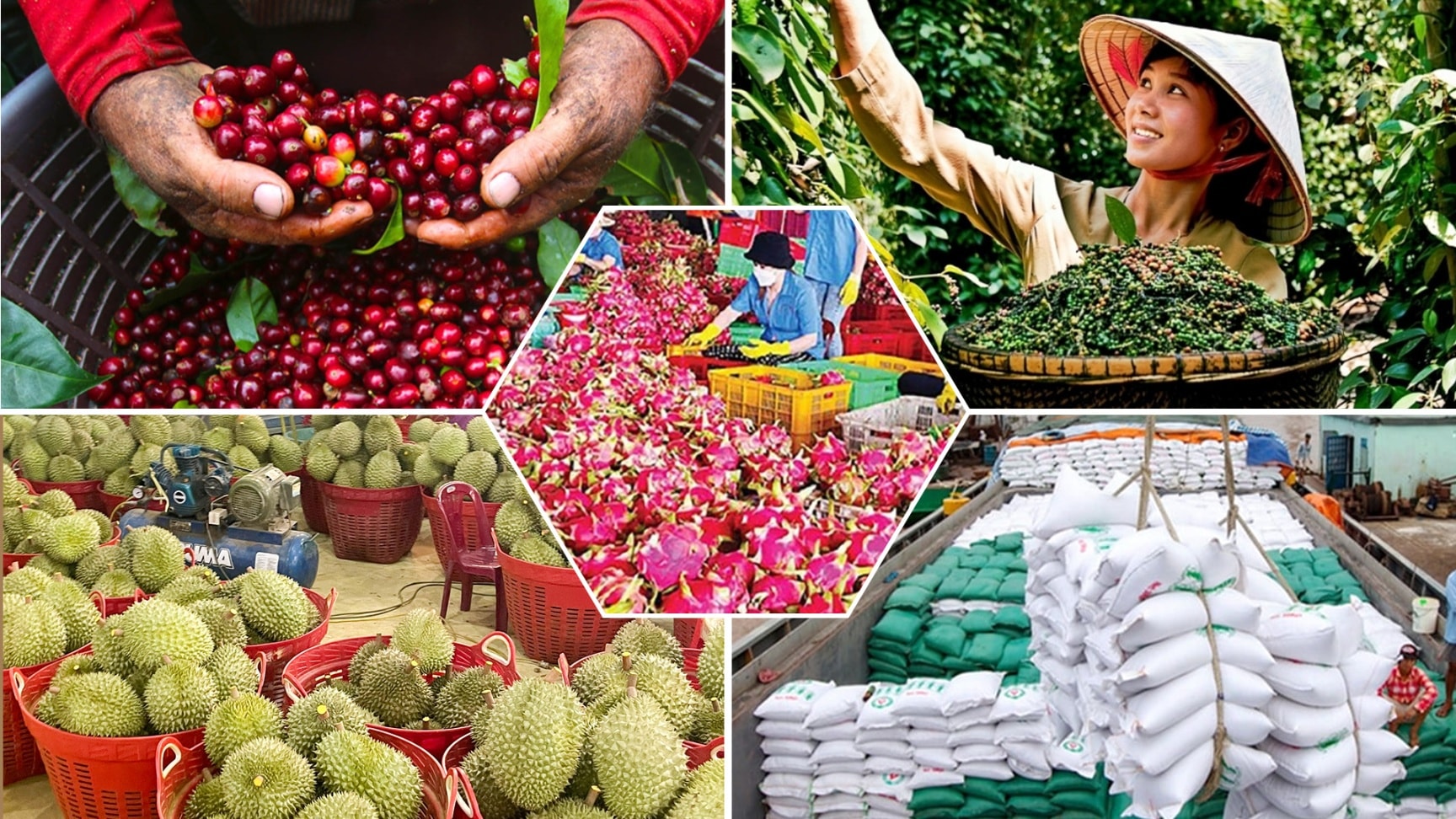 Tiêu chí đánh giá, phân hạng sản phẩm OCOP- Ảnh 1.