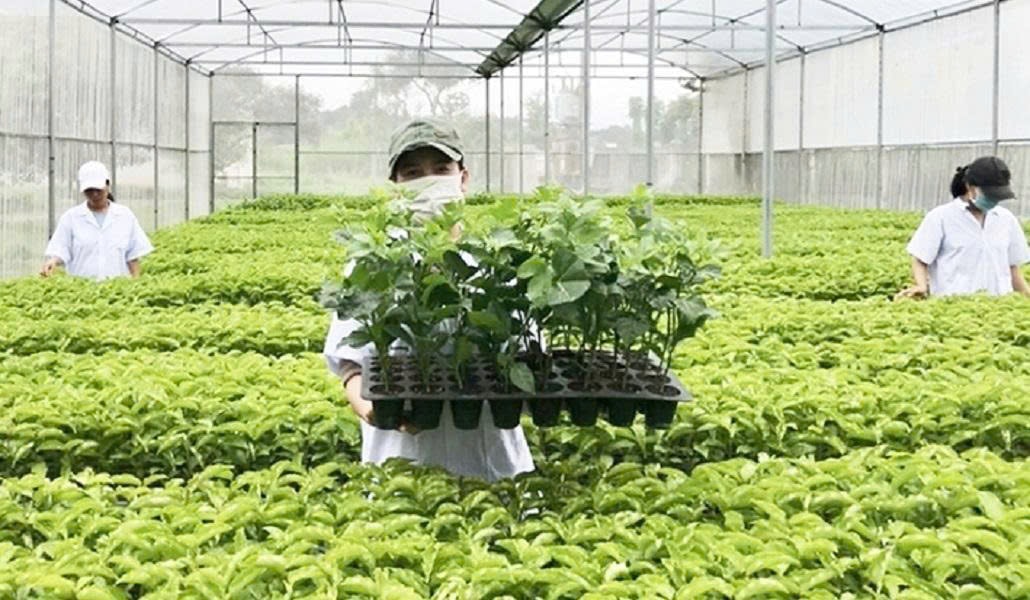 Tổ chức vi phạm về sản xuất, buôn bán giống cây trồng bị phạt đến 100 triệu đồng- Ảnh 1.