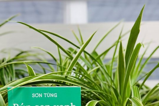 Đọc “Búp sen xanh”, hiểu thêm cội nguồn của một nhân cách vĩ đại