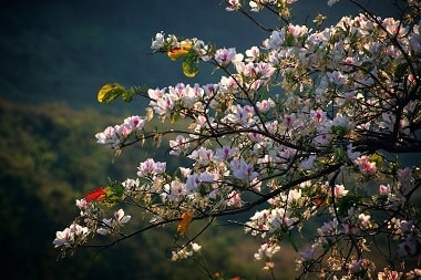 Một cuộc đời rực rỡ đam mê