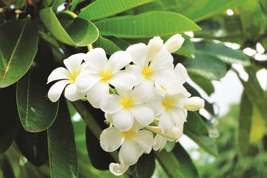 Ngân hàng Liên doanh Lào - Việt 25 mùa hoa nở