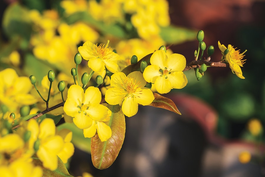 BIDV - The Happy Home