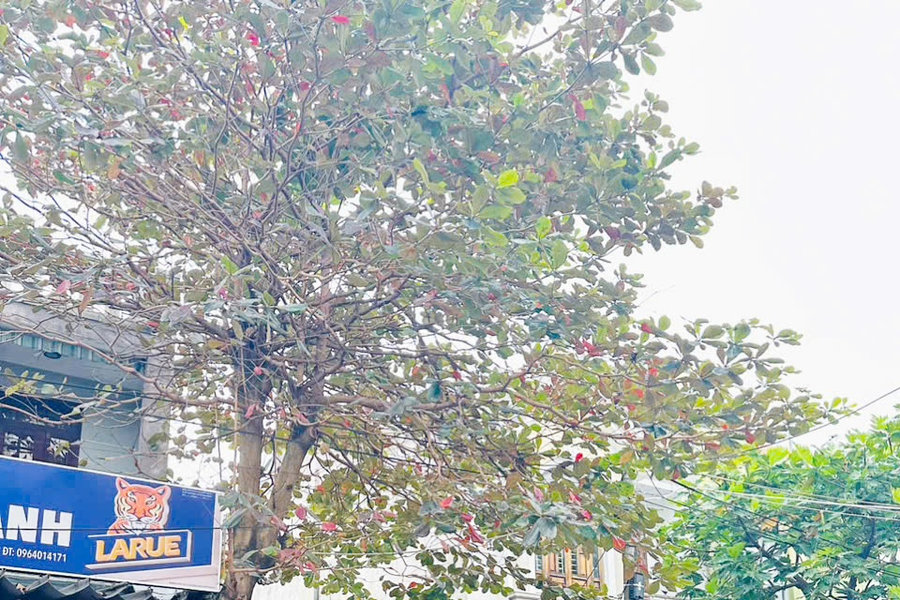 Đà Nẵng công khai giao đất xen kẹt theo hướng minh bạch, ưu tiên phục vụ cộng đồng