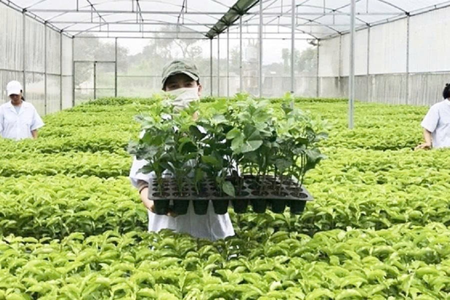 Tổ chức vi phạm về sản xuất, buôn bán giống cây trồng bị phạt đến 100 triệu đồng